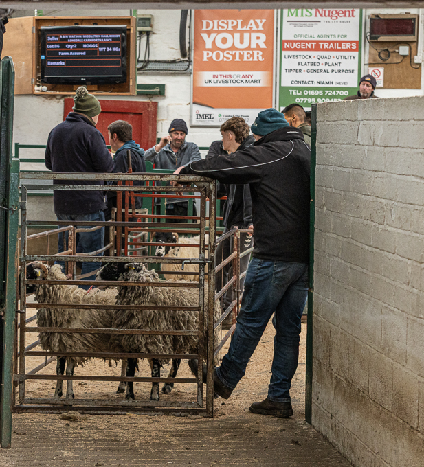 Hawes sales